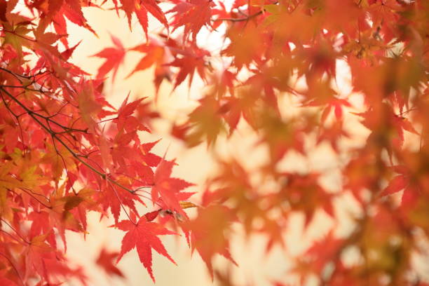 istock Japanese autumn leaves 1213620609