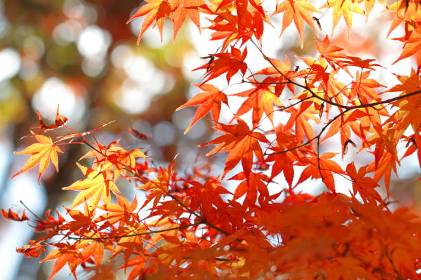 istock Japanese autumn leaves 1213620618