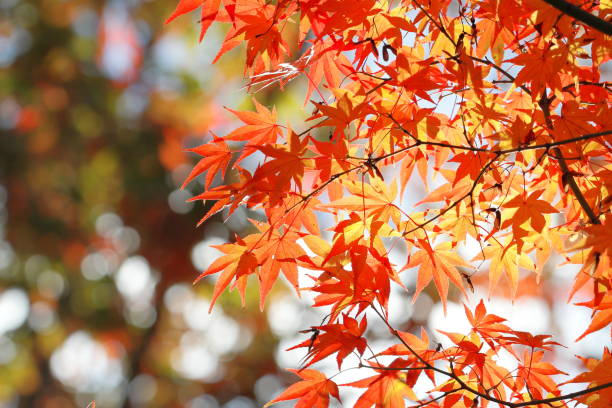 istock Japanese autumn leaves 1213620653