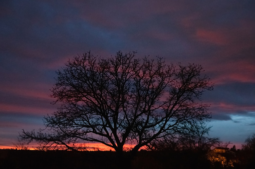 Giant Walnut Tree Silhouette against skyscape during an amazing colorful sunset twilight. Baden Wuerttemberg, Germany.