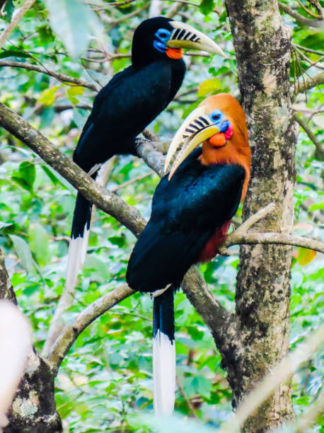 Rufous-necked Hornbills Pair of birds on a perch hornbill stock pictures, royalty-free photos & images