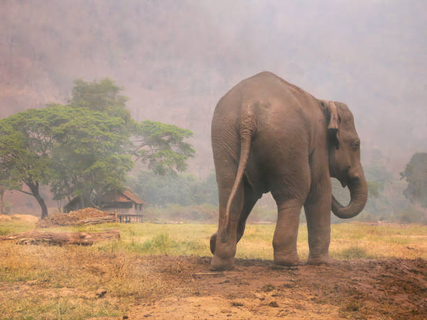 istock A large Asian elephant (Elephas maximus) walking through a field in Thailand. 1213622868