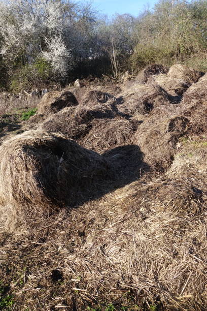istock Abandoned haystacks in a field 1213623496