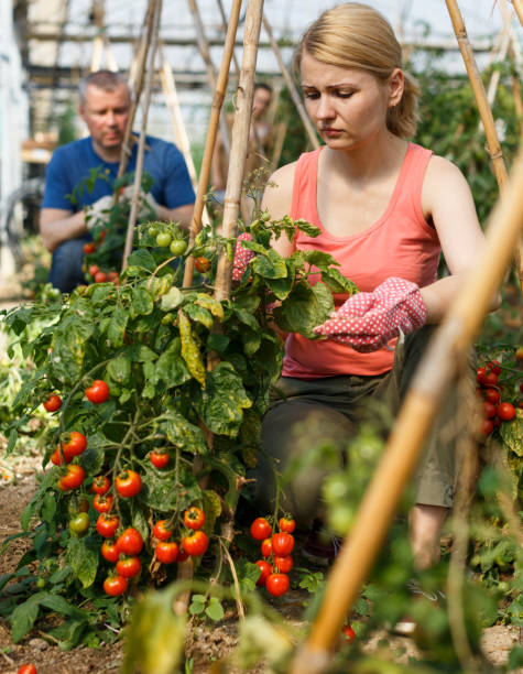 istock Woman with man cultivating tomatoes 1213624608