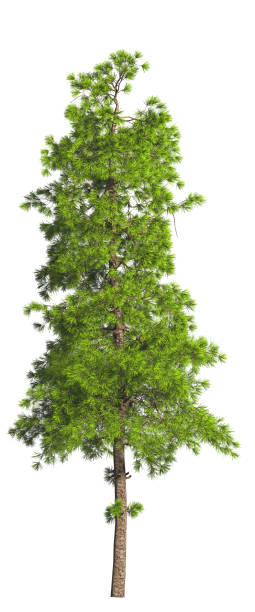istock Evergreen tall coniferous pine tree on a white insulating background on high resolution. 3D stock illustration. 1213624656