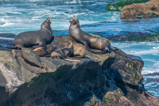 istock Club Sea Lion 1213625019