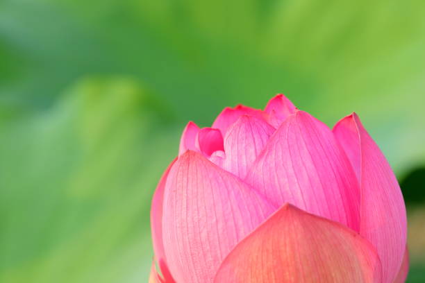 istock Japanese lotus 1213626797