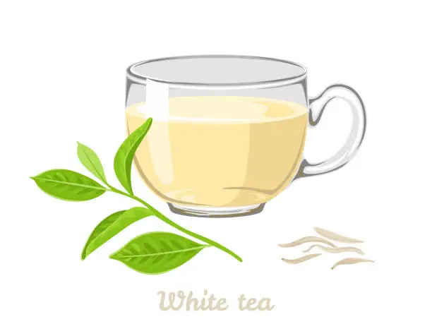 Vector illustration of White tea in glass cup isolated on white background. Hot drink, dried leaves and fresh leaf . Vector illustration in cartoon flat style.