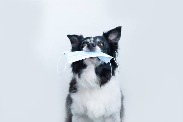 Dog holding in a mouth a surgical mask Dog holding in a mouth a surgical mask. Black and white border collie. border collie photos stock pictures, royalty-free photos & images