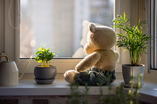 Cute knitted teddy bear sits on a windowsill next to pots with houseplants and looks out the window on sunny day. Copy space.