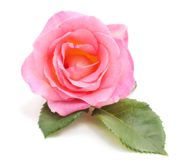 istock Beautiful pink roses. 1213630443