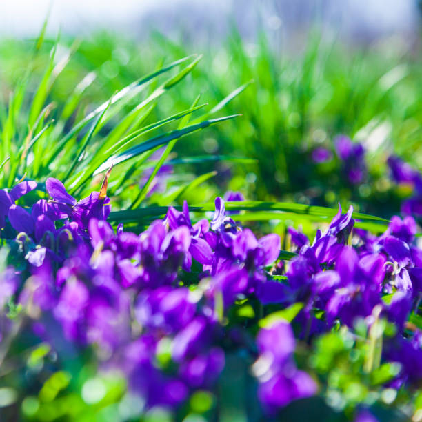 Lilac flowers in the grass in a spring park, closeup. Violets. Spring sunny day.
