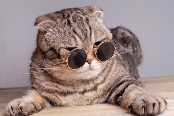 istock Serious cat (Scottish Fold) sternly looks through round sunglasses, lying on a wooden table. 1213635868