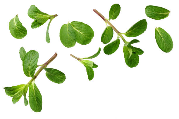 istock Fresh mint leaves isolated on white background. top view 1213637759