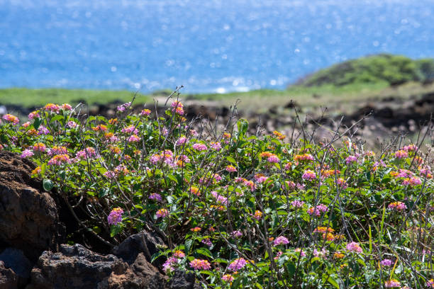 istock Flowers growing on volcanic lava 1213638272