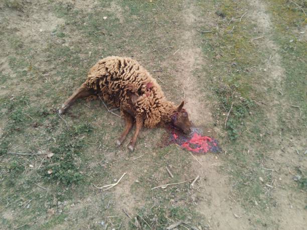istock wolf attach, the result for a domestic sheep 1213639502