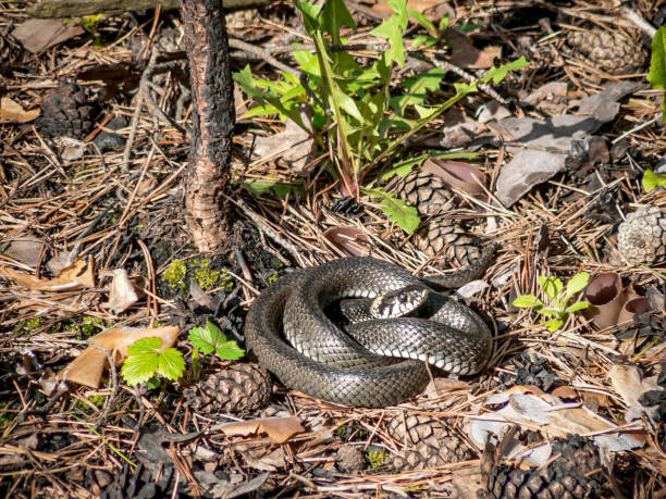 istock A large gray snake curled up in a pine forest. 1213639503
