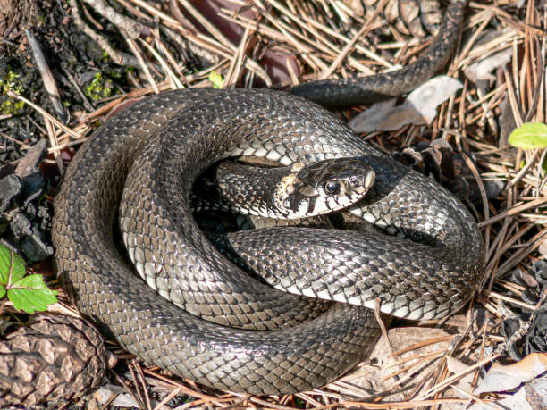 istock A large gray snake curled up in a Sunny day 1213639526