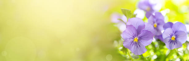istock Viola tricolor or pansy 1213639529