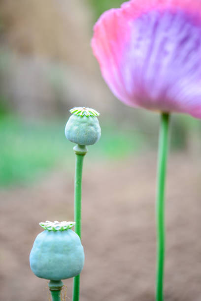 istock Opium poppy flowers and seeds 1213639537