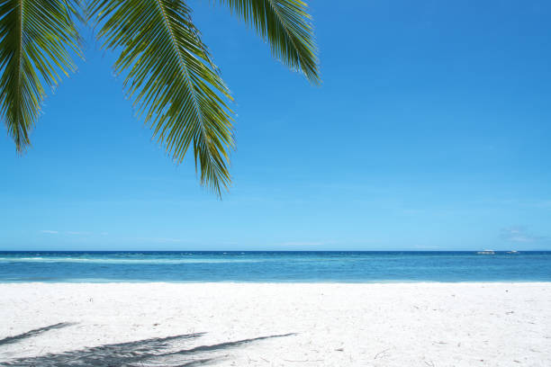 Bent palm tree on the pristine beach of a tropical island