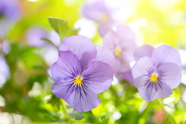istock Viola tricolor or pansy 1213640413