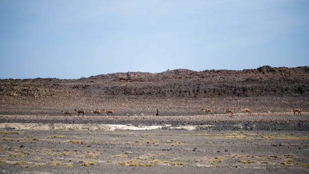 ein wohnwagen durchquert die wüste in der nähe von lac abbe - afar desert stock-fotos und bilder