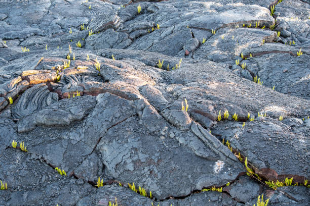 istock Lava field and vegetation 1213641093