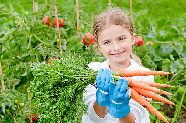 Little girl holding a bunch of carrots in a vegetable garden stock photo