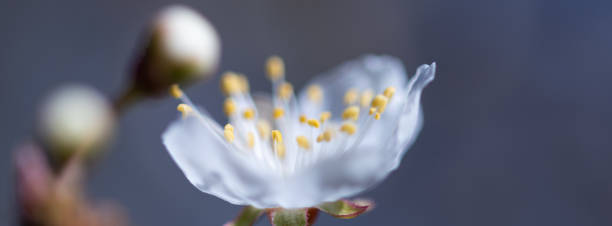 banner web di fiori fantasma traslucidi con macro di fiori di ciliegio - etere foto e immagini stock