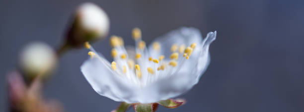Translucent ghost flower web banner with cherry blossom macro Transparent Ghost flower web banner macro with etheric white cherry blossom and blurred flower buds, pollen stamens, cool bright light, selective focus, light and shadows contrasts. Artistic. ether stock pictures, royalty-free photos & images