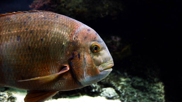 istock Piranha fishes in a natural environment 1213642085
