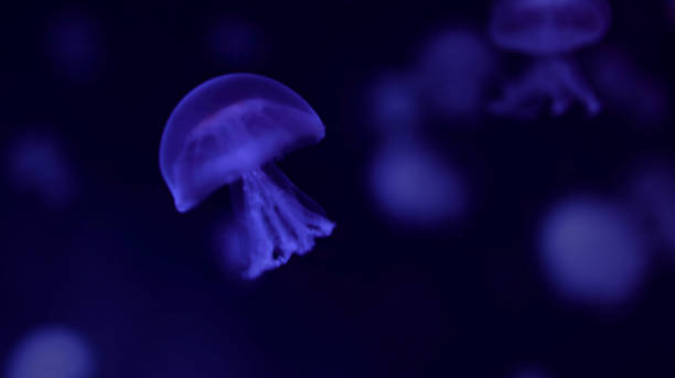 istock Jellyfish in the dark water 1213642148