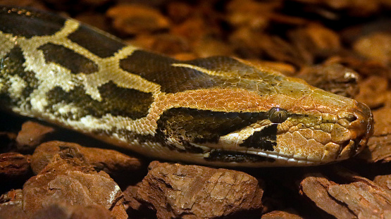 Python Snake Coils And Head Stock Photo - Download Image Now - Animal ...