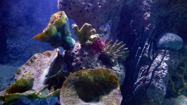 istock Colorful Coral Reef on Sea 1213642365