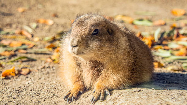 istock Cute Marmot sitting on the ground 1213642454