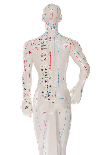 Acupuncture figure over white - Back View  acupuncture model stock pictures, royalty-free photos & images