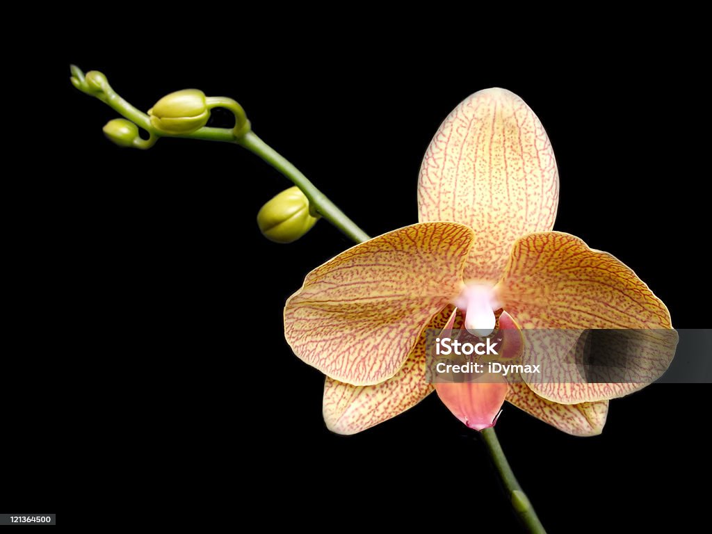 Orchid flower blossom isolated on black background Beauty In Nature Stock Photo