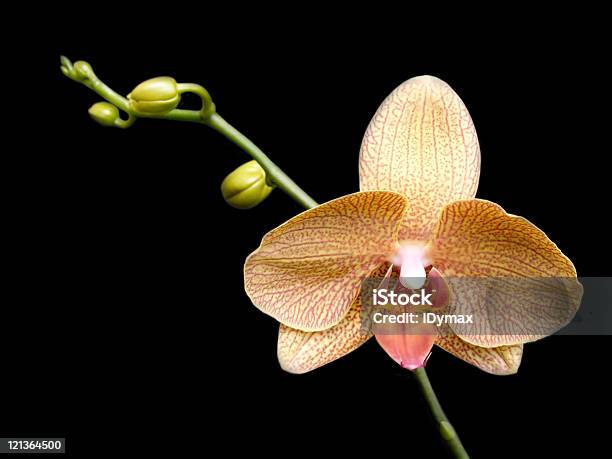 Orchid Flower Blossom Isolated On Black Background Stock Photo - Download Image Now - Beauty In Nature, Black Background, Black Color