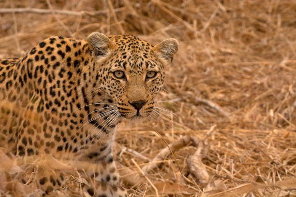 istock Leopard, Panthera pardus, Kruger National Park, South Africa 1213647713