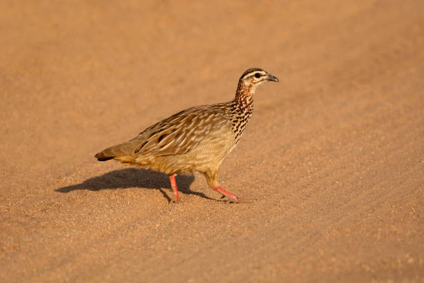 istock Crested Francolin, Dendroperdix sephaena, Kruger National Park, South Africa 1213647731