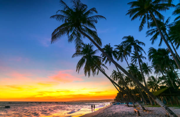 istock Sunset on the beach with tilted coconut trees, long sandy beaches and beautiful golden sky 1213648246