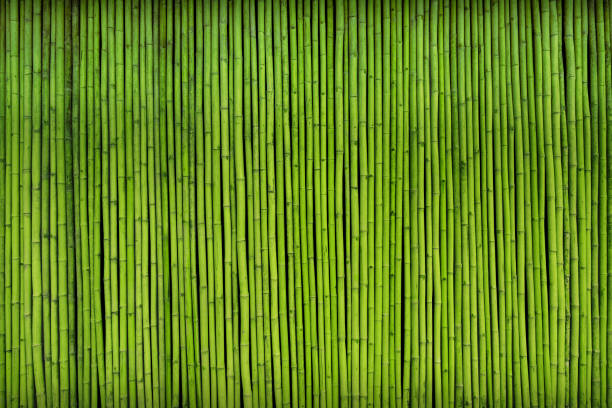 grünen bambus zaun textur hintergrund. - bamboo stock-fotos und bilder