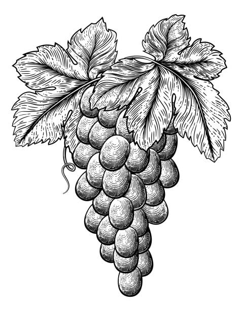 illustrations, cliparts, dessins animés et icônes de bouquet de raisins sur grapevine et feuilles - silhouette wine retro revival wine bottle