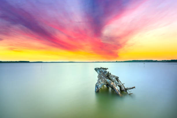 закат озера с сухим пень к солнцу, как что-то абстрактное в жизни - moody sky outdoors digital composite sunset стоковые фото и изображения