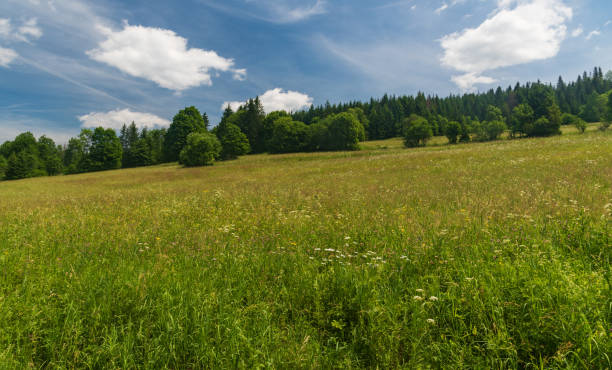 istock beautiful landscape scenery with meadow surrounded by trees and blue sky with clouds 1213651699