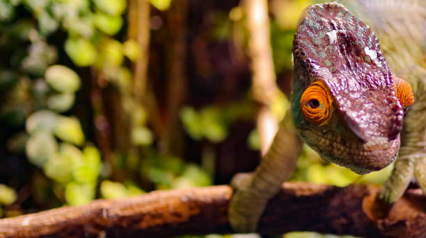 istock Colorful chameleon in the zoo 1213652652