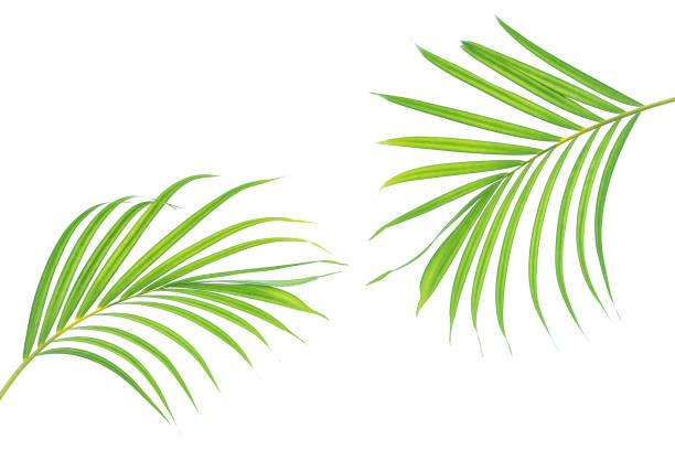 istock green leaves for background and wallpaper 1213652744