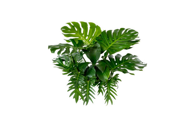 istock green leaves for background and wallpaper 1213652769