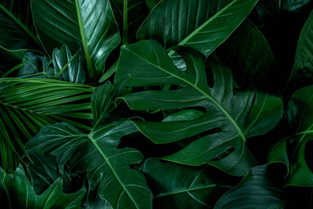 istock green leaves for background and wallpaper 1213652775